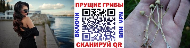 хочу наркоту Киржач Псилоцибиновые грибы MAGIC MUSHROOMS